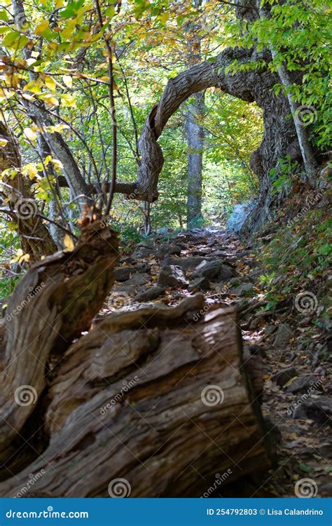 Trail In Shenandoah National Park Stock Image Image Of Hill National