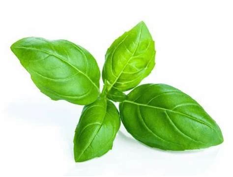 Basil Herb at best price in Aluva by MRT Organic Green Products | ID ...