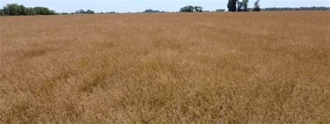 Se Realizo La Primera Cosecha En 9 De Julio Camelina El Cultivo