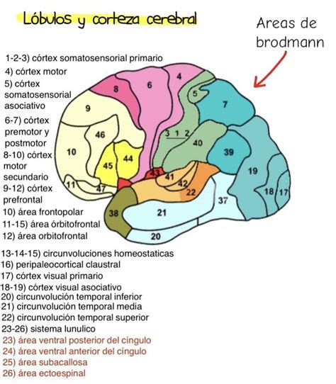 Lóbulos y corteza cerebral Areas de brodmann Anatomía de la piel