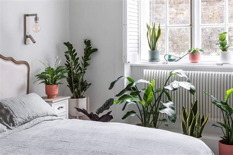 28 Plantas Perfeitas Para Ter No Quarto E Dormir Melhor