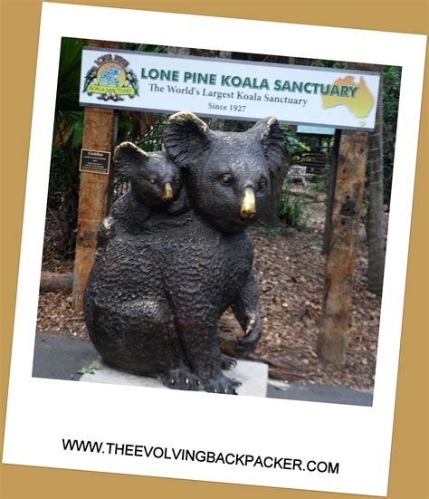 Lone Pine Koala Sanctuary - Brisbane - The Evolving Backpacker