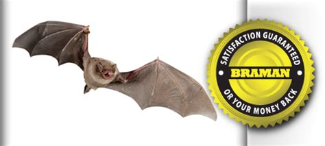 Bats Braman Pest Control