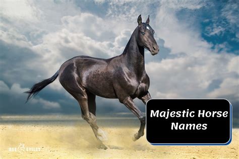 Majestic Horse Names (200+ Fascinating Ideas to Choose From)