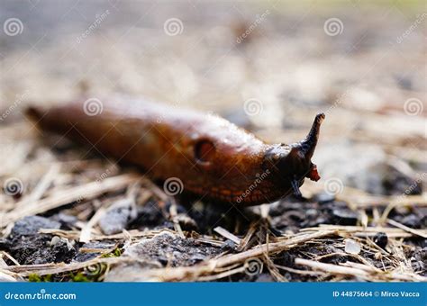 Brown slug stock photo. Image of slug, animal, invertebrate - 44875664