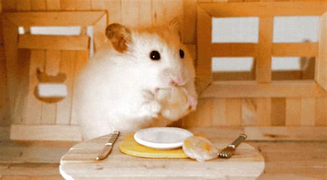 Hamster  Eating