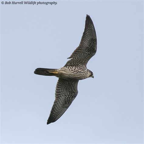 Juvenile Peregrine Falcon Lunt Meadows Bob Hurrell Wildlife Flickr