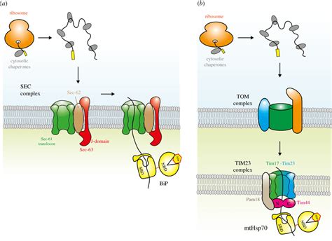 Protein Translocation A Diagram Depicting Post Translational Download Scientific Diagram