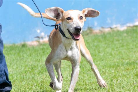 Ninguém interessado Cachorro jogado de ponte pela própria tutora em