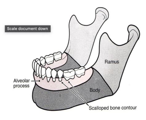 Filealveolar Part Of Mandible Close Up Anterior Wikipedia 56 Off