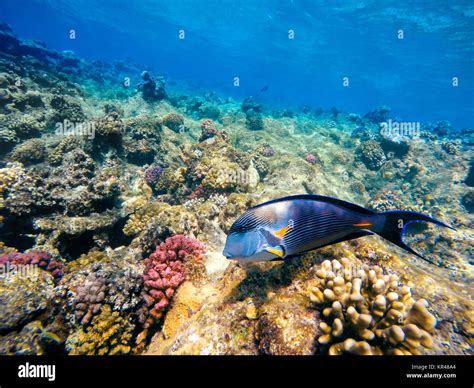 Coral And Fish In The Red Sea Egypt Stock Photo Alamy