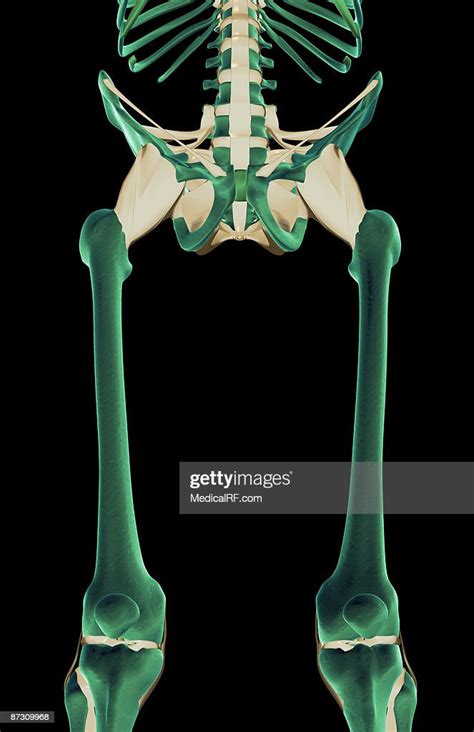 The Ligaments Of The Lower Limb Stock Illustration Getty Images