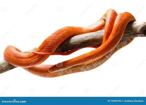 Hypo Fire Corn Snake Stock Image Cartoondealer