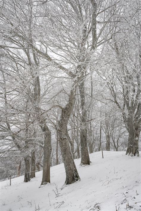 Snow Covered Green Forest Trees during Day · Free Stock Photo