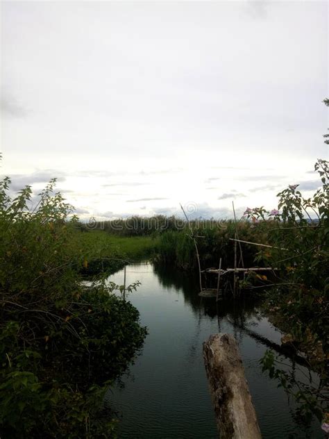 Plantes Sauvages Qui Poussent Sur Les Rives Du Fleuve Image Stock