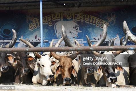 947 Cow Shelter Stock Photos, High-Res Pictures, and Images - Getty Images