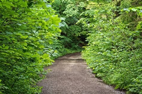 Free Images Tree Nature Hiking Leaf Flower Green Produce