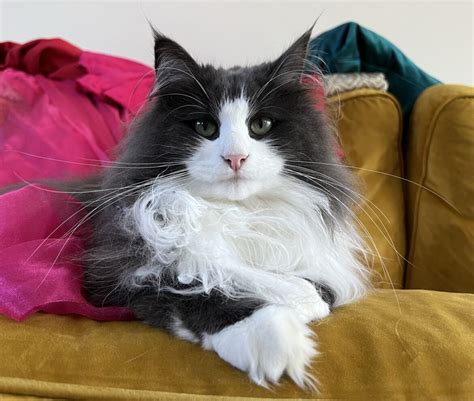 Norwegian Forest Cat Named Annie Is A Purrfectly Precious Tuxedo Cat