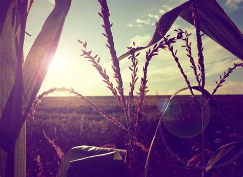 Wallpaper Sunlight Sunset Nature Reflection Sky Plants Blue