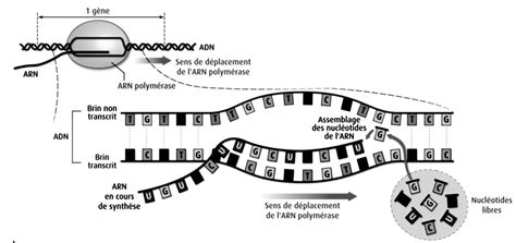 Ladn Ou Acide D Soxyribonucl Ique Est Une Re Sp Cialit Svt