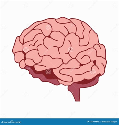 Medically Accurate Illustration Of The Brain Design Vector Stock Vector