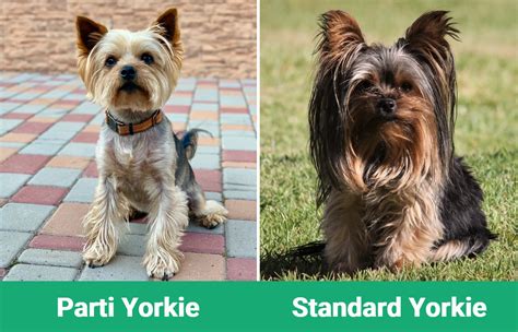 Parti Yorkie vs. Standard Yorkie: Key Differences (With Pictures) – Dogster