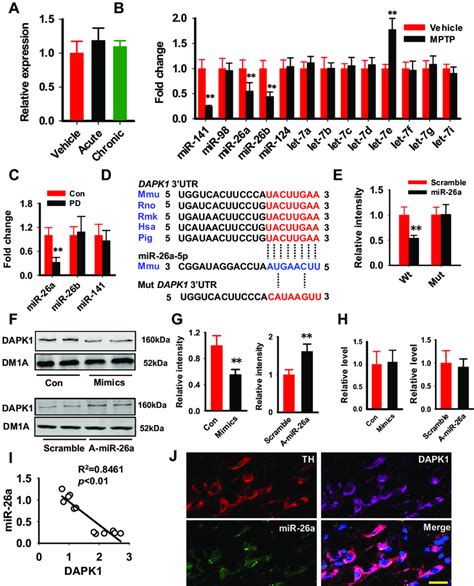 Abnormal Downregulation Of Microrna 26 Mir 26 Is Responsible For