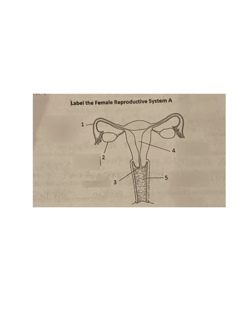 Biology Spring Exam Female Reproductive Organs Diagram Quizlet