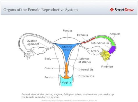 Female Reproductive System Diagram 101 Diagrams