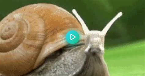 Snail Album On Imgur