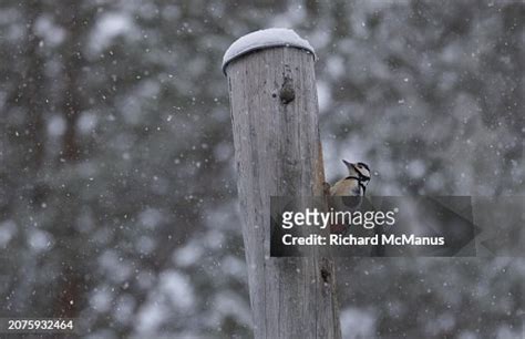 Greater Spotted Woodpecker High-Res Stock Photo - Getty Images