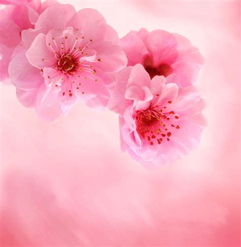 High Resolution Flower Wallpapers Top Free High Resolution Flower