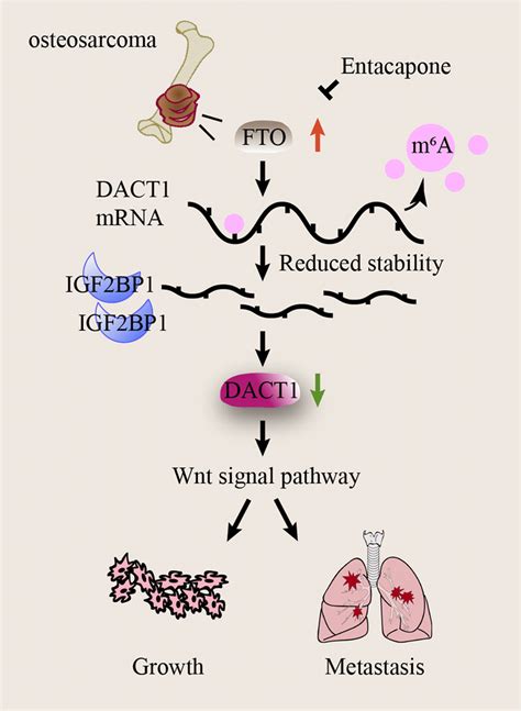 A proposed model of the biological function of FTO in OS FTO is ...