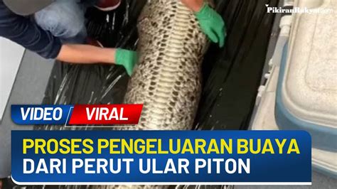 Viral Video Proses Pengeluaran Seekor Buaya Dari Perut Ular Piton