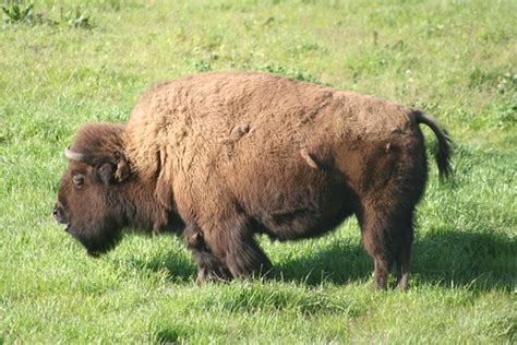 Bison Like The Grand Canyon Flickr