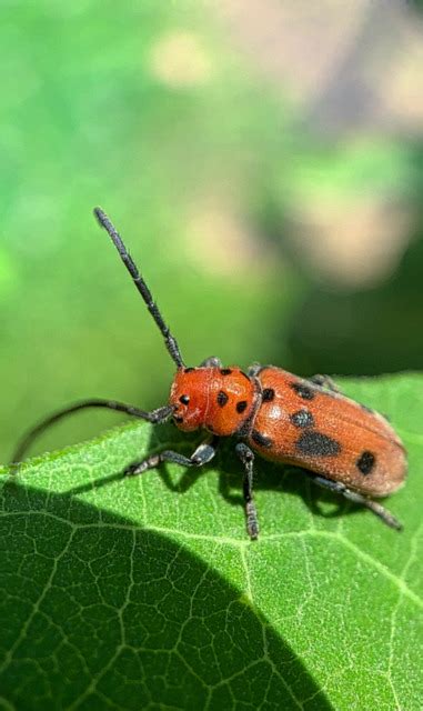 Red Milkweed Beetle Leaf Free Photo On Pixabay Pixabay