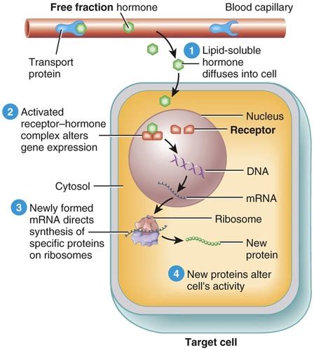 Chapter Endocrine System Flashcards Quizlet