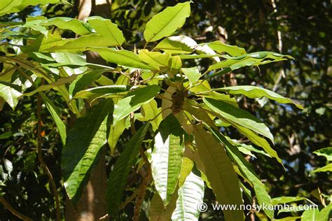Medicinal plants - Phytotherapy - Nosy Komba