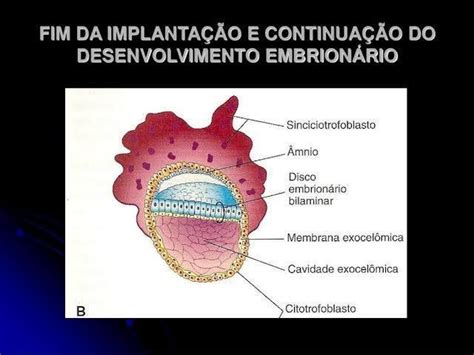 Segunda Semana De Desenvolvimento Embrion Rio Mind Map