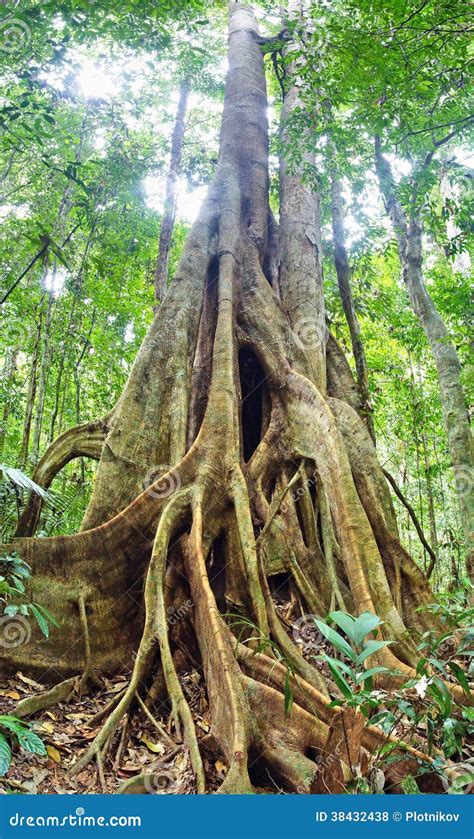 Tropical Gigantic Tree Stock Photo Image Of Environment 38432438