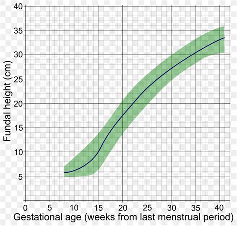 Fundal Height Measurement Chart