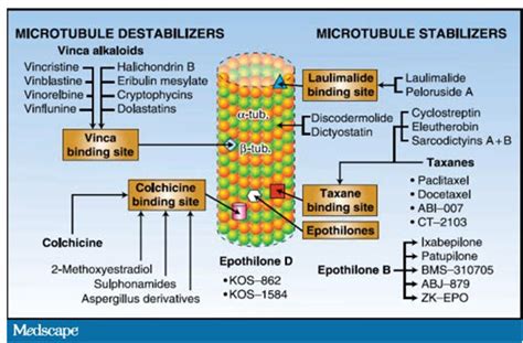 phytotherapy  cancer   overview