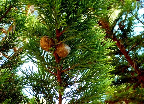 Árboles con alma: Ciprés de Monterrey. Xiprer de Lambert.(Cupressus macrocarpa)