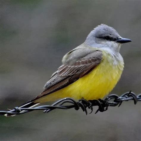 35 Birds With Yellow Breasts Picture And Id Guide Bird Advisors 2023