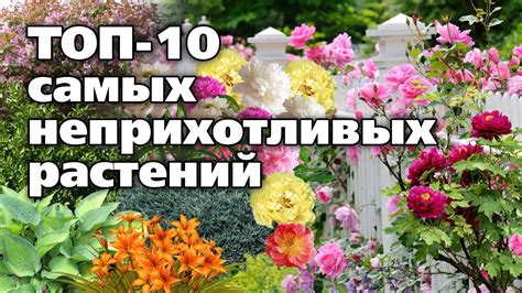 Красивые растения, которые не потребуют хлопот - YouTube