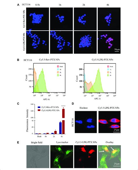 Cellular Uptake Of Cy5 5 LPK PTX NPs In Vitro A Confocal Laser