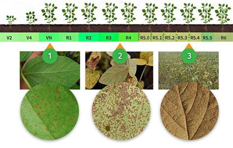 Ferrugem Da Soja Phakopsora Pachyrhizi Agro Bayer