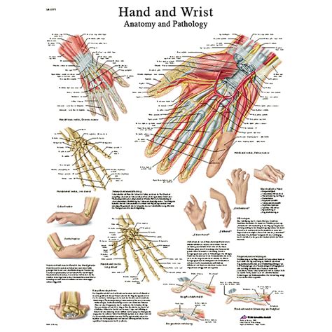 Hand Anatomy Chart