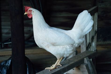 Leghorn hen on eggs stock photo. Image of birds, nest - 34169050