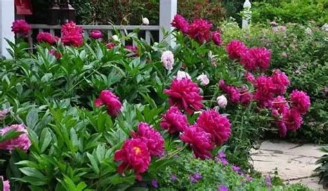 Peony Growth Stages The Ultimate Guide Yard Floor